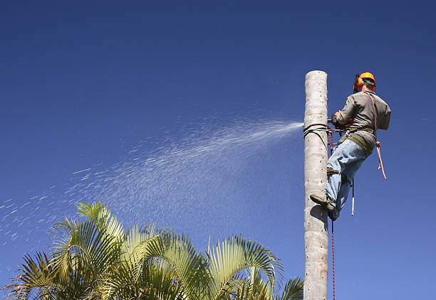 How Our Tree Care Process Works  in  Castle Pines, CO